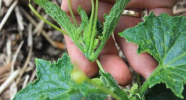 Jak správně formovat okurky do jednoho stonku ve skleníku po etapách